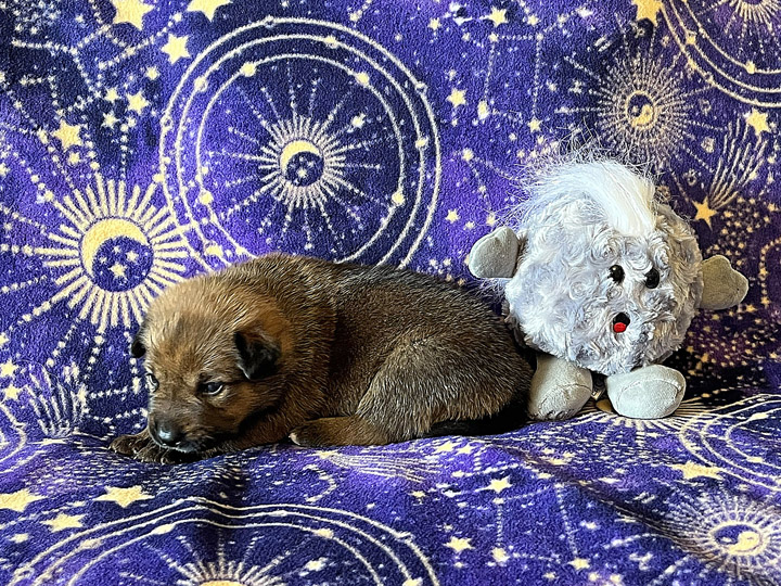 chinook puppy
